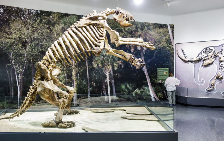 Скелет гигантского ленивца. Фото Getty