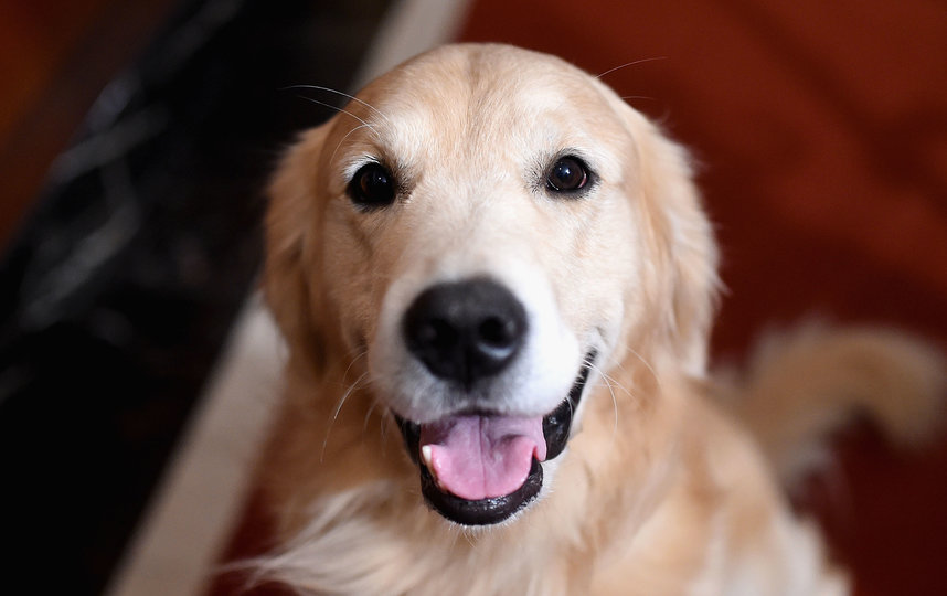 Золотистые ретриверы тоже страдают от повышения температур – в основном, из-за плотной, тяжёлой шерсти. Фото Getty