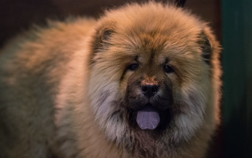 Одна из самых древних пород собак – чау-чау – также не любит жару и может даже схватить "солнечный" удар из-за богатой "шевелюры". Фото Getty