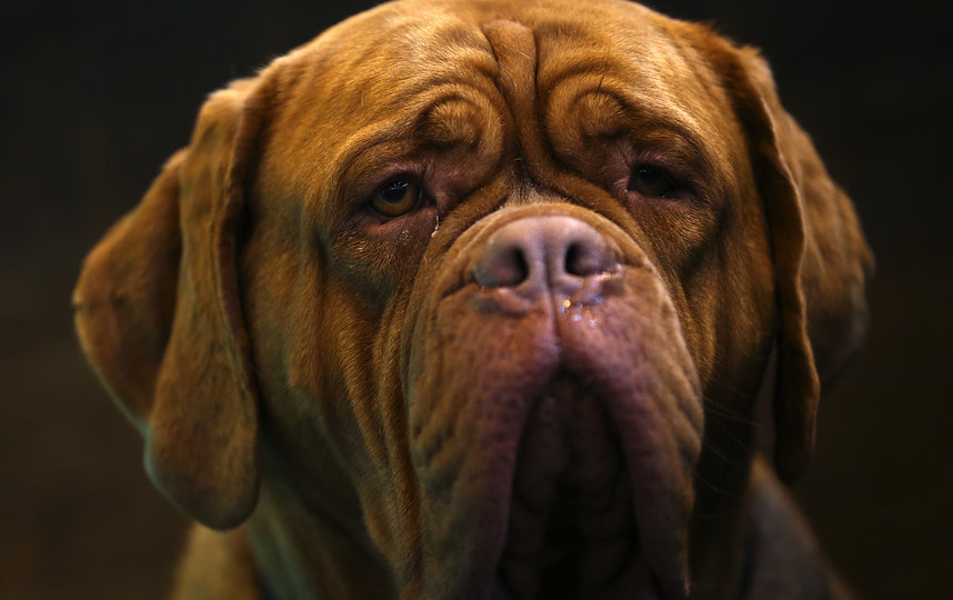Бордоские доги, как и боксёры, не фанаты жары из-за крупного телосложения. Фото Getty