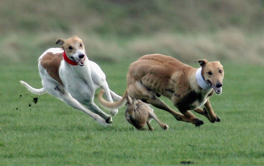 Борзые грейхаунды, несмотря на атлетичное телосложение, могут "загонять" себя в жару и не заметить обезвоживания. Фото Getty