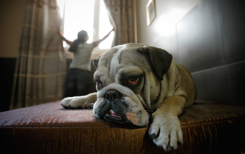 Английские бульдоги, как и их французские родственники, очень устают от жары и могут даже заболеть. Фото Getty