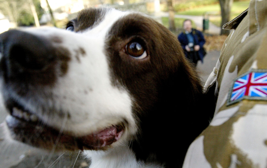 Английские спрингер-спаниели тоже в группе риска. Фото Getty