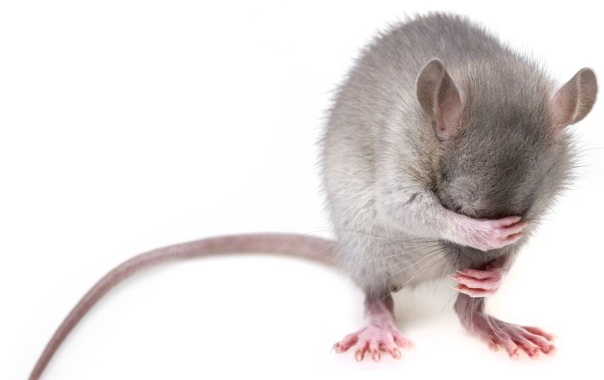 Учёные смогли удалить ВИЧ из организма мышей