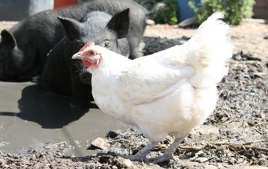 В качестве "материала" учёные использовали свинину, мясо курицы и форель. Фото pixabay.com