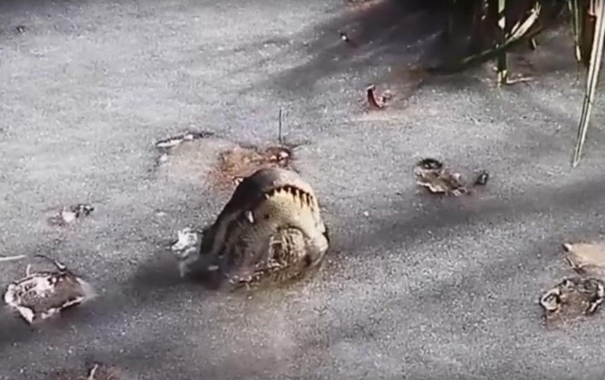 В штате Северная Каролина аллигаторы вмёрзли в лёд – видео