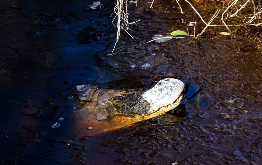 Аллигаторы подумали о своём будущем, когда высунули носы наружу. Фото Скриншот facebook.com/shallotteriverswamppark/