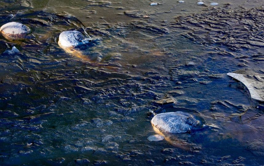 Аллигаторы подумали о своём будущем, когда высунули носы наружу. Фото Скриншот facebook.com/shallotteriverswamppark/