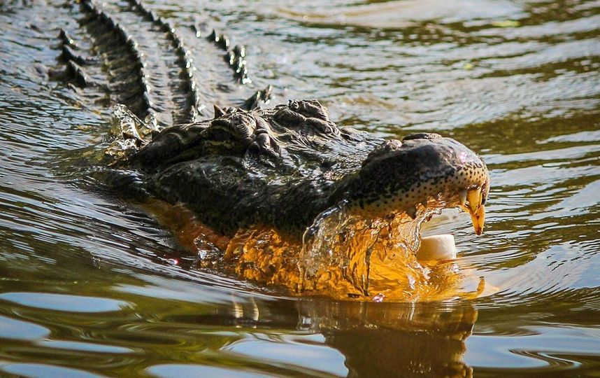 В США аллигатор напал на питбуля на глазах хозяйки