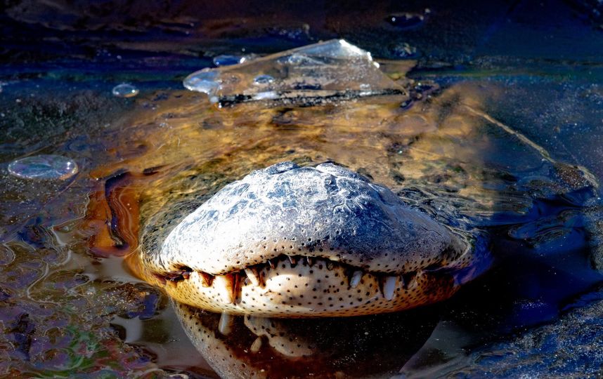 В Северной Каролине из-за морозов аллигаторы вмёрзли в лёд