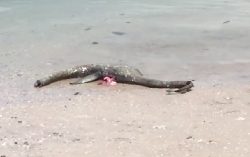 В США на пляже нашли морского монстра. Видео