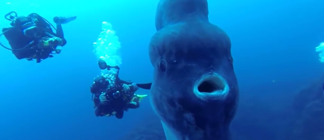 Солнечная рыба Худвинкер. Фото Скриншот youtube.com/watch?v=-nwA1hW0kUw