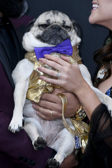 Победу в номинации "Лучший питомец года" на церемонии премии People’s Choice Awards одержал мопс Даг. Фото Getty