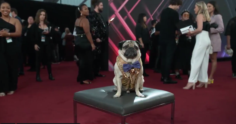 В США вручили премию "Питомец года". Фото скриншот @