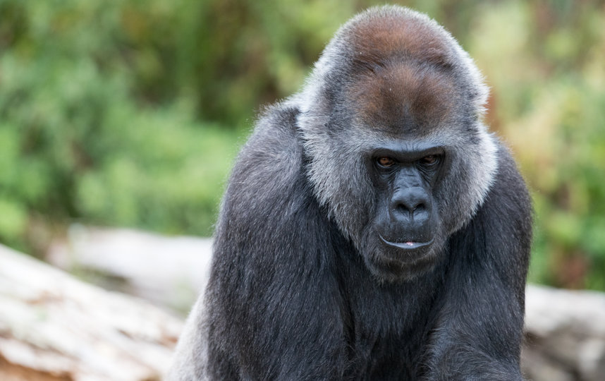 В США врачи провели операцию по удалению катаракты у гориллы