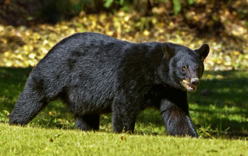 Хищника выследили сотрудники Управления парков и дикой природы Колорадо. Барибал (черный медведь). Архивное фото. Фото pixabay.com