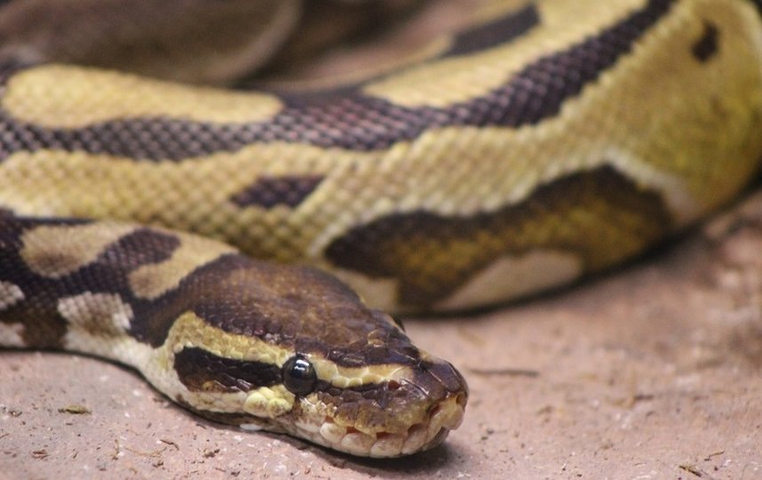 Королевский питон. Фото pixabay.com, архивное