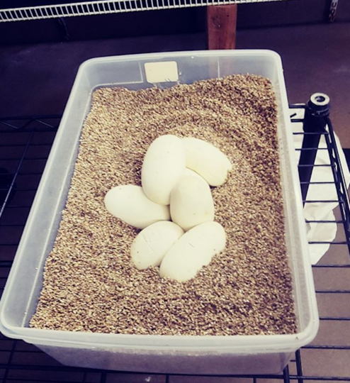 Самка питона находится в зоопарке с 1961 года, у неё нет имени – только номер. Фото скриншот Instagram @stlzoo