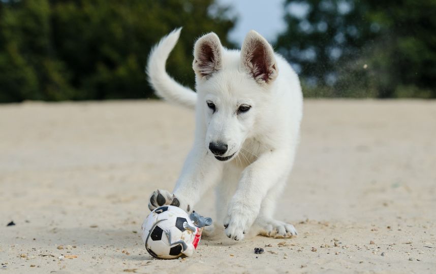 Для четвероногих посетителей будут сконструированы площадки для игр и прогулок. Фото Pixabay