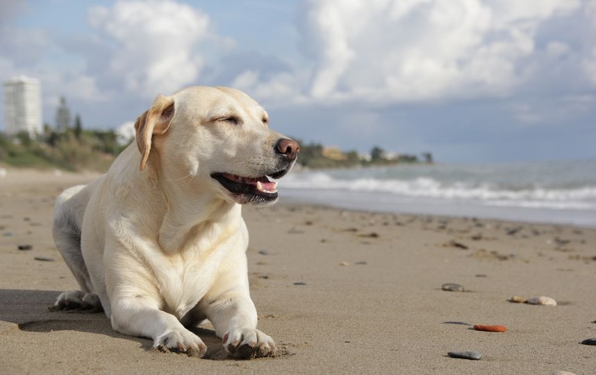 Для четвероногих посетителей будут сконструированы площадки для игр и прогулок. Фото Pixabay