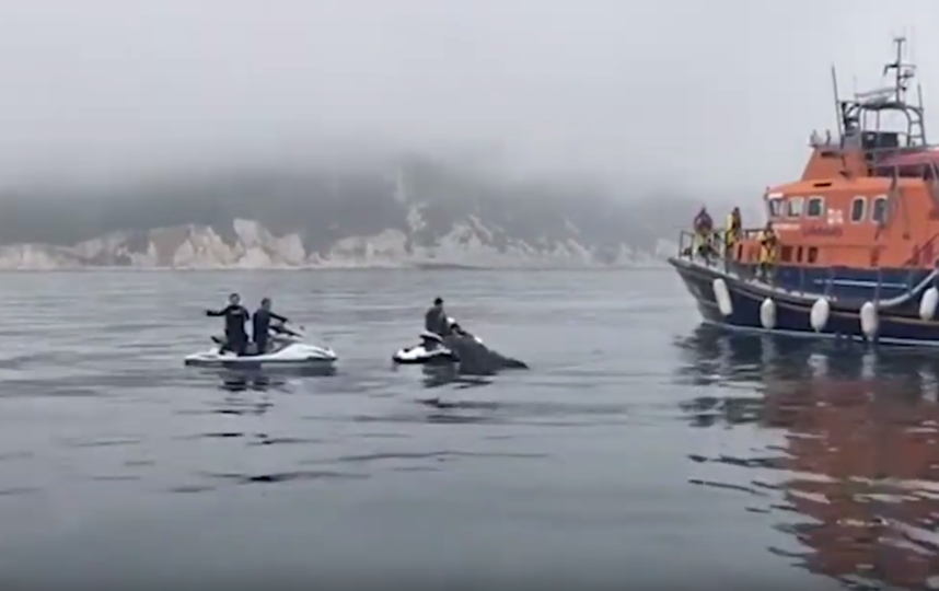 На момент пожара дельфины были в 3 км от места происшествия, однако присоединились к местной лодке, откликнувшейся на сигнал бедствия. Фото Скриншот Youtube