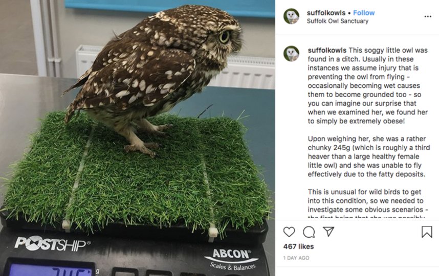 Удачная охота обернулась лишним весом. Фото скриншот @suffolkowls