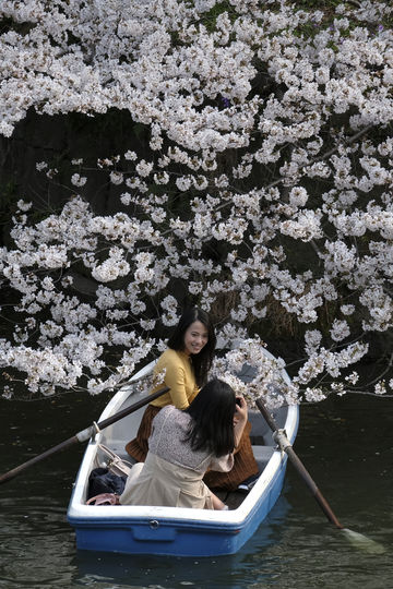 Цветение сакуры в Японии. Фото AFP