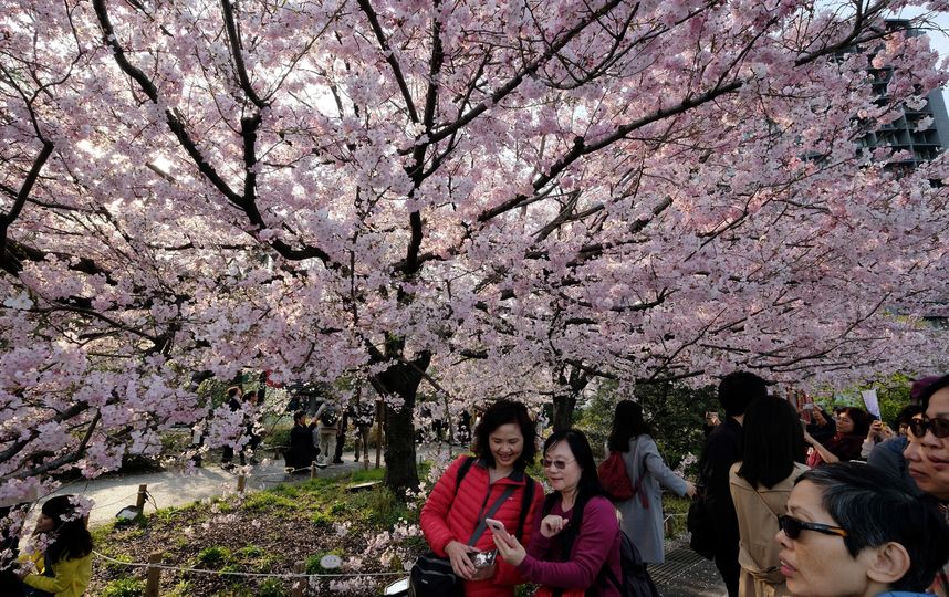 Цветение сакуры в Японии. Фото AFP