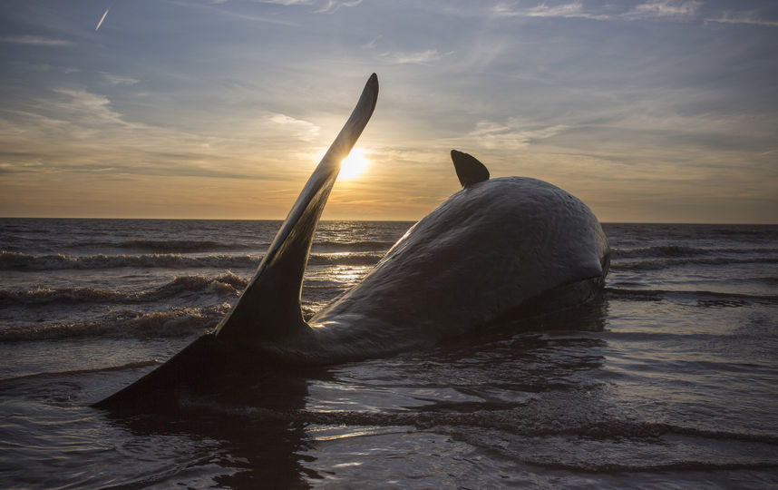 В желудке молодого кита обнаружили 40 килограммов пластика