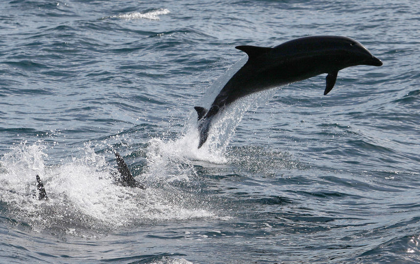 Дельфин. Фото Getty