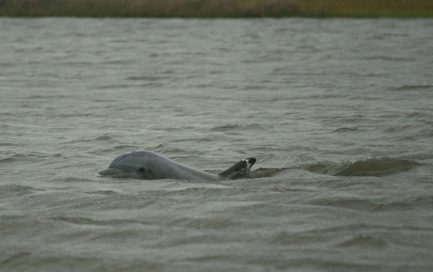 Дельфин. Фото Getty
