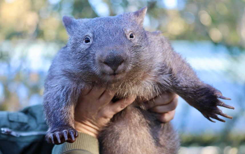 Вомбат Хоуп. Фото The Australian Reptile Park