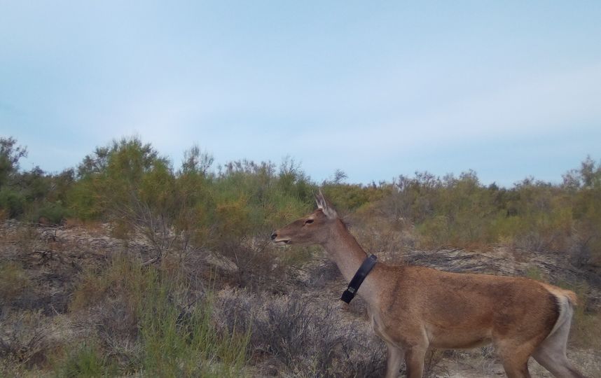 Всего в дикую природу было выпущено пять особей. Фото WWF России