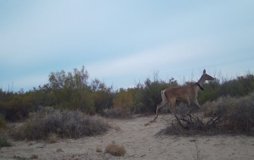 Всего в дикую природу было выпущено пять особей. Фото WWF России