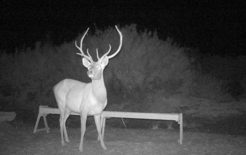 Специалисты установили фотокамеры и прикормочные площадки. Фото WWF России