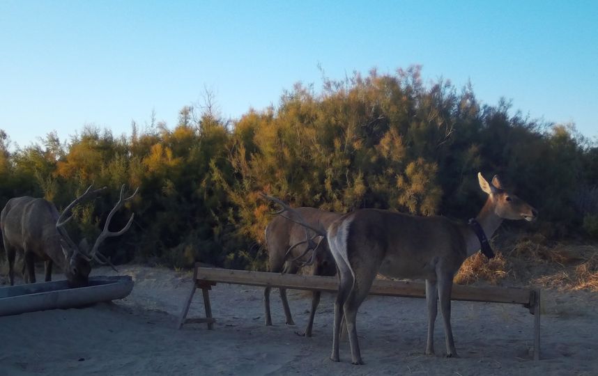 Специалисты установили фотокамеры и прикормочные площадки. Фото WWF России