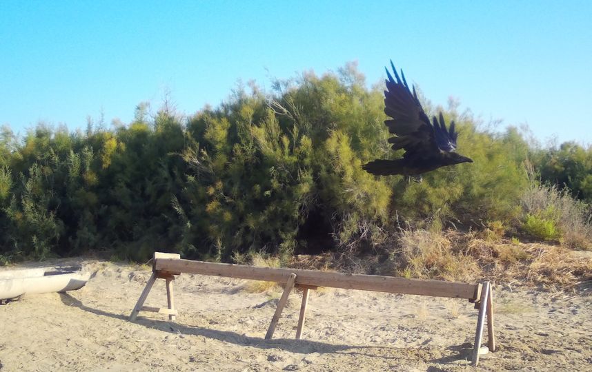 Специалисты установили фотокамеры и прикормочные площадки. Фото WWF России
