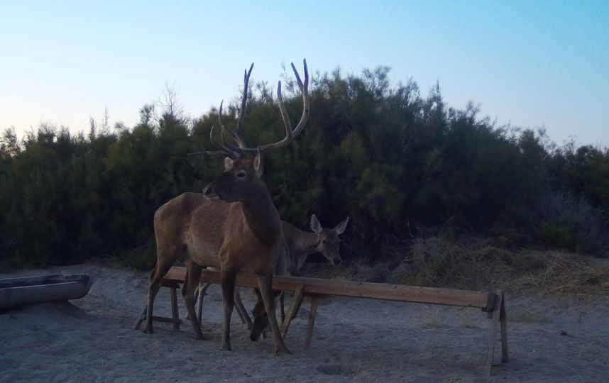 Специалисты установили фотокамеры и прикормочные площадки. Фото WWF России