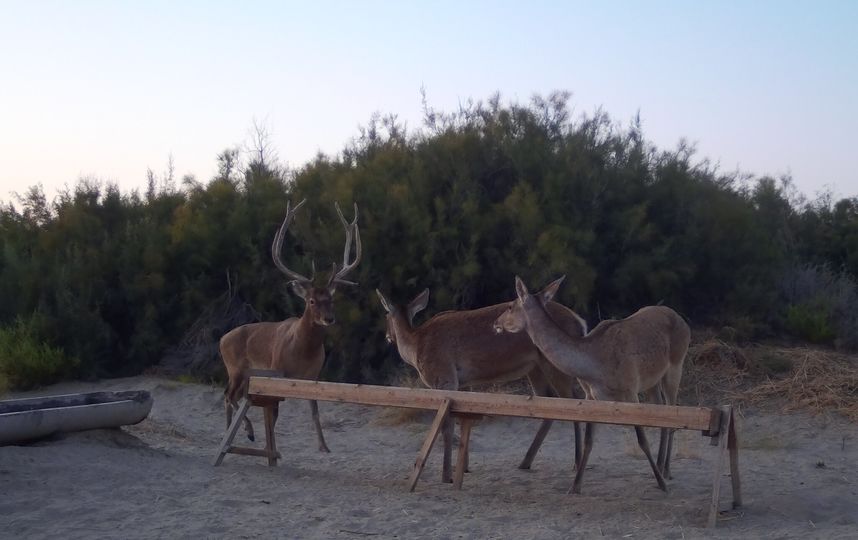 Специалисты установили фотокамеры и прикормочные площадки. Фото WWF России