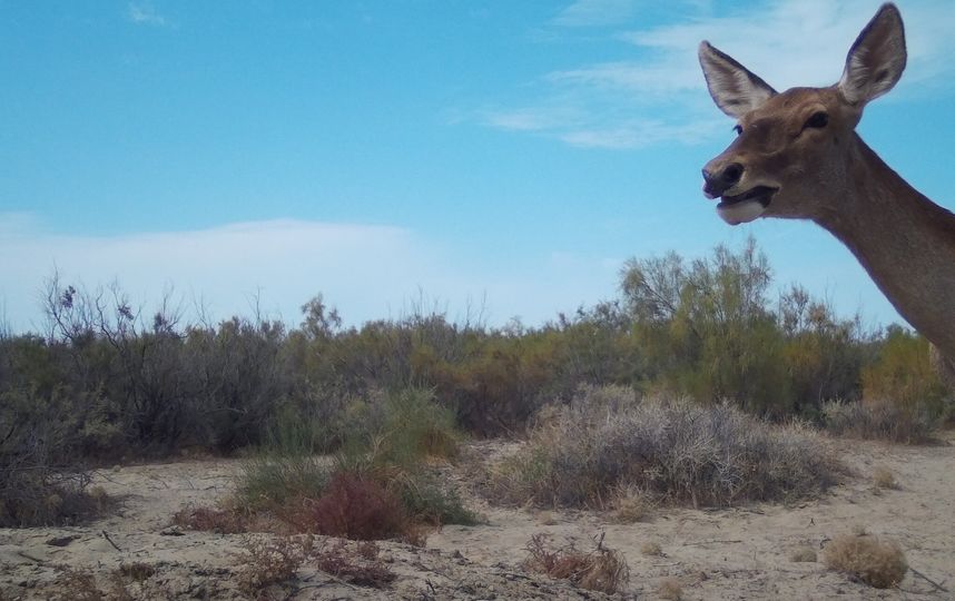 Всего в дикую природу было выпущено пять особей. Фото WWF России