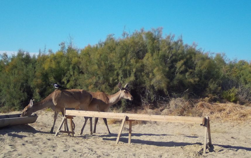 Специалисты установили фотокамеры и прикормочные площадки. Фото WWF России