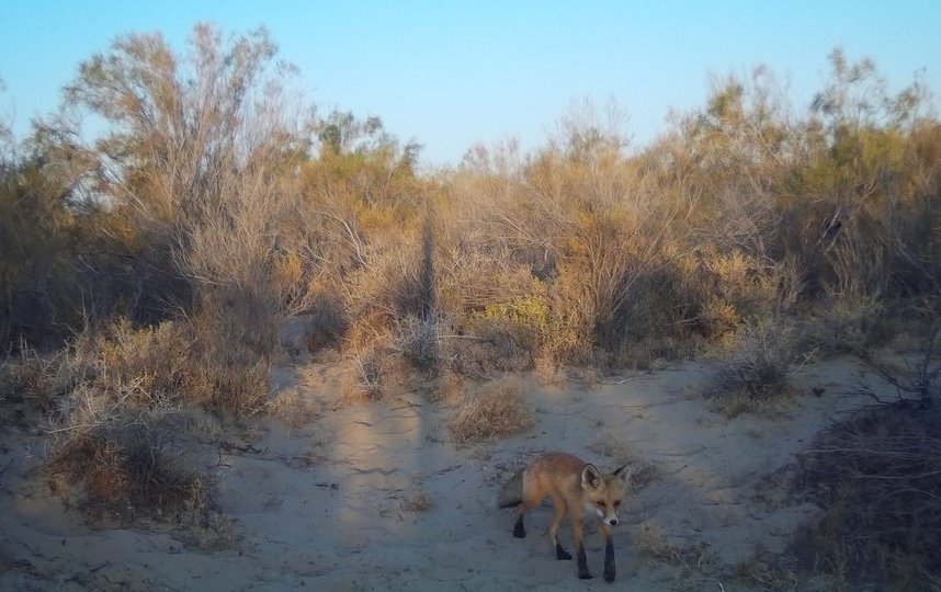 Специалисты установили фотокамеры и прикормочные площадки. Фото WWF России