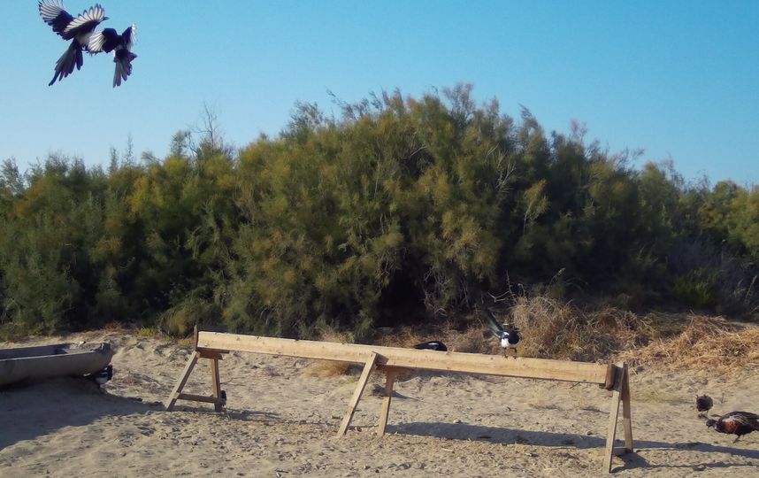 Специалисты установили фотокамеры и прикормочные площадки. Фото WWF России