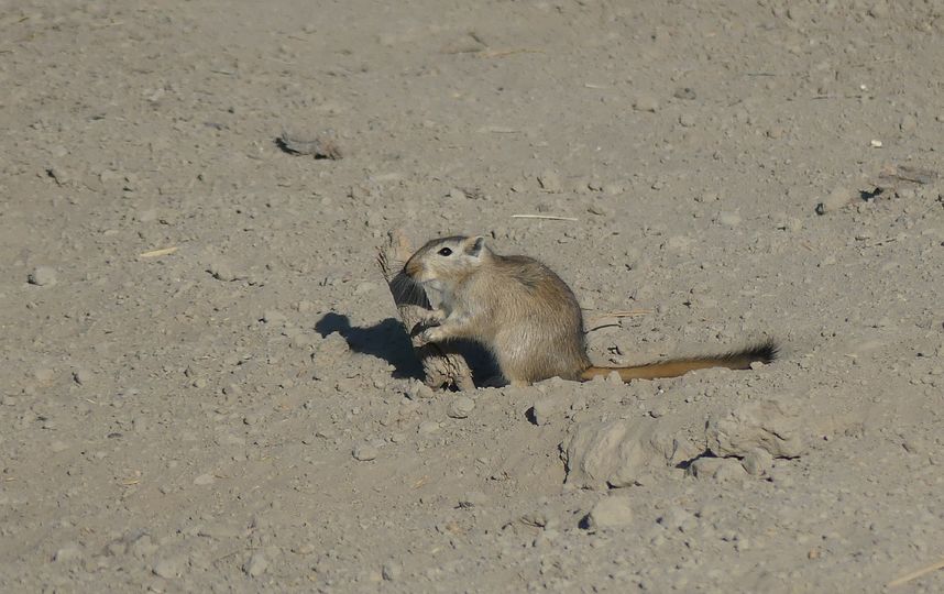 Специалисты установили фотокамеры и прикормочные площадки. Фото WWF России