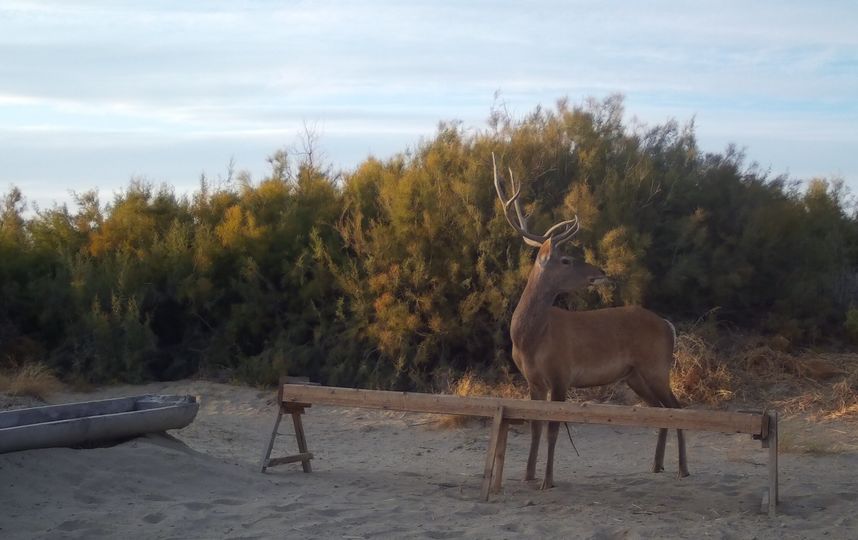 Специалисты установили фотокамеры и прикормочные площадки. Фото WWF России
