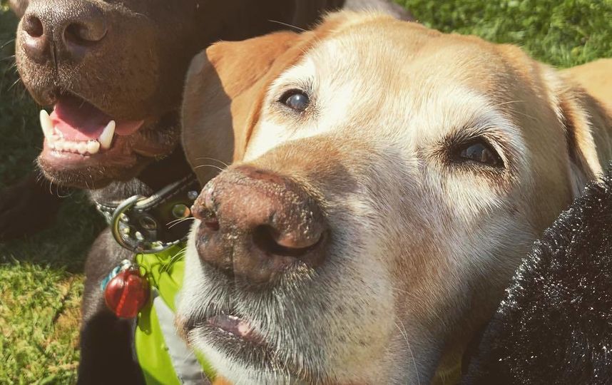 Собаки Марике. Фото Скриншот Instagram/wielemie.marieke.vervoort