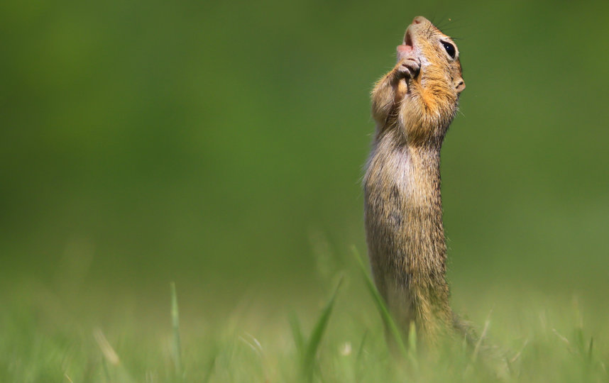 Работа финалиста конкурса "О, солнце моё!". Фото Roland Kranitz / Comedy Wildlife Photo Awards 2020.