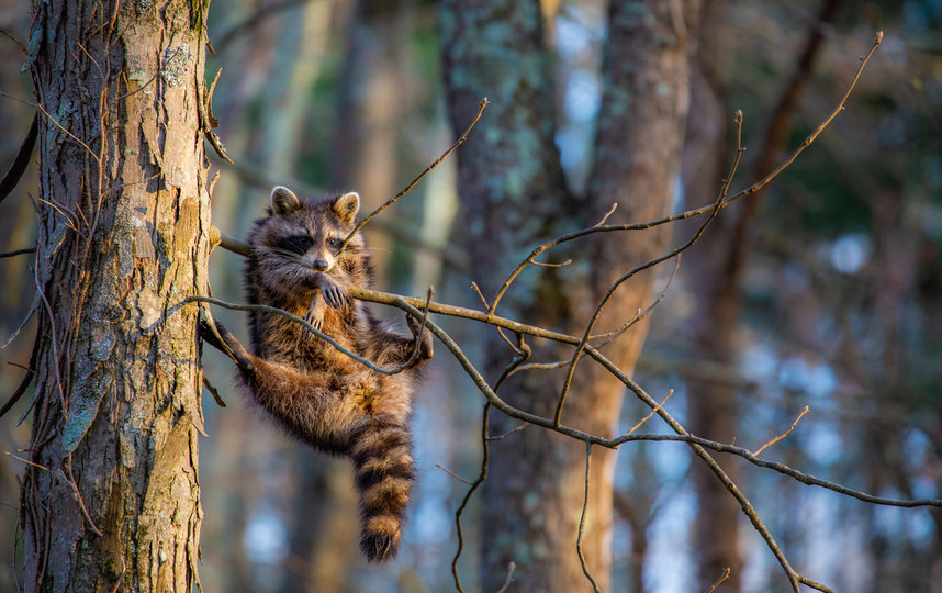 Работа финалиста конкурса. Фото Jill Neff / Comedy Wildlife Photo Awards 2020.