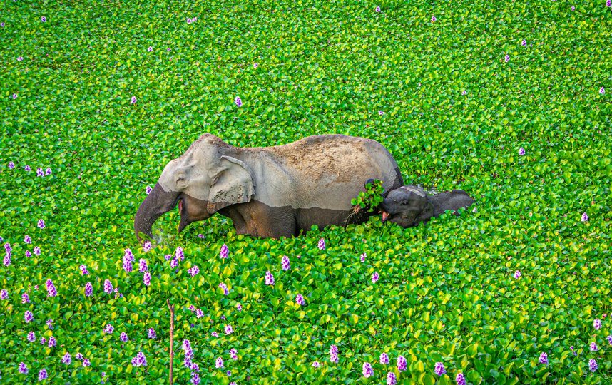 Работа финалиста конкурса. Фото Kunal Gupta / Comedy Wildlife Photo Awards 2020.