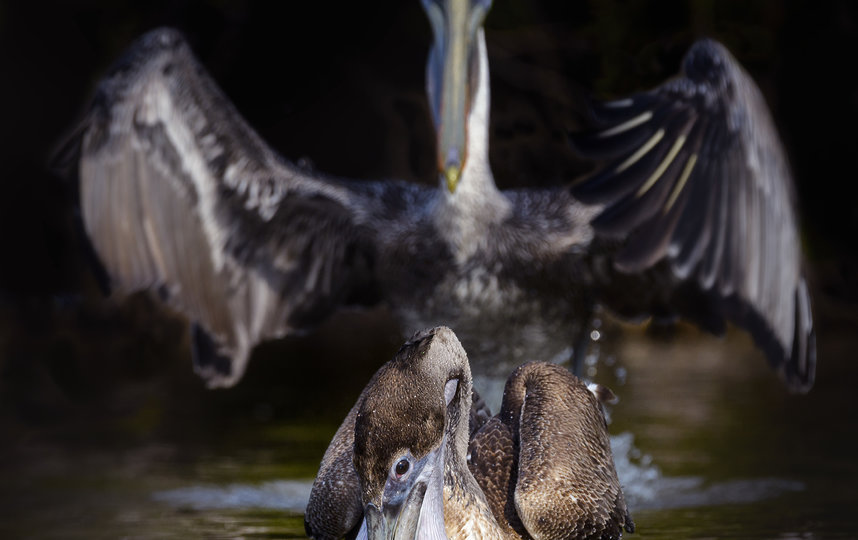 Работа финалиста конкурса "Абракадабра". Фото Vicki Jauron / Comedy Wildlife Photo Awards 2020.